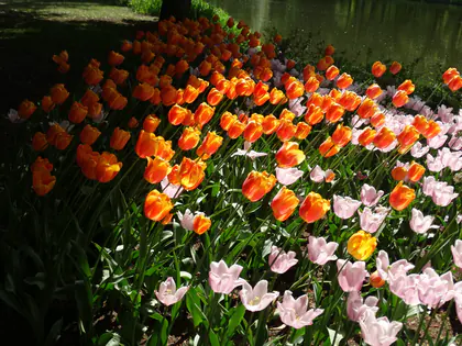 Klomb pomarańczowych i różowych tulipanów nad wodą