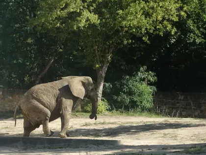 Słoń idzie po wybiegu w cieniu drzew
