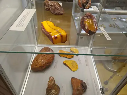 Bryłki bursztynu w szklanej gablocie
