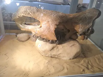 Skamieniała czaszka zwierzęcia prehistorycznego w muzeum