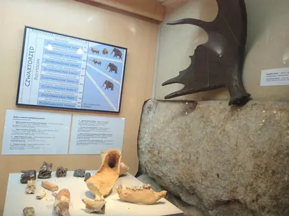 Gablota muzealna z porożem, skamieniałościami i tablicą o epoce lodowcowej