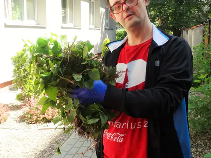 Wolontariusz w czerwonej koszulce trzyma naręcze wyrwanych chwastów