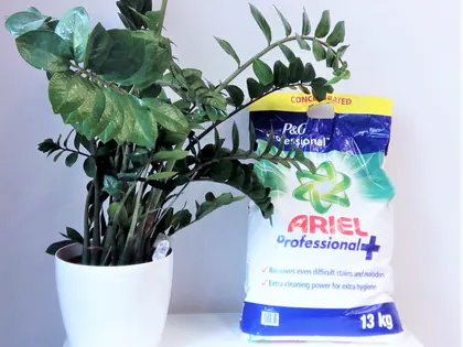 Worek proszku do prania Ariel Professional 13 kg obok rośliny w doniczce