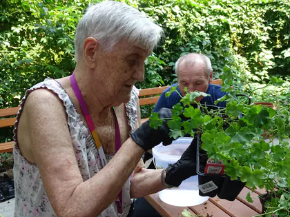 Mieszkanka w rękawiczkach przesadza pelargonię w ogrodzie