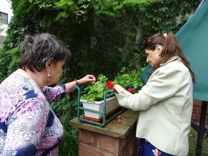 Mieszkanki sadzą pelargonie w skrzynce w ogrodzie