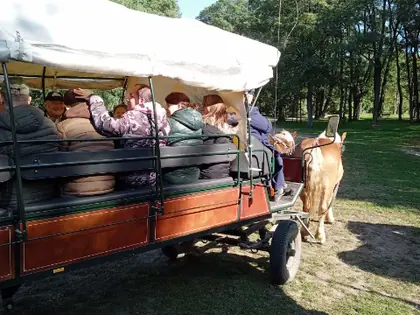 Wóz konny z gośćmi w skansenie