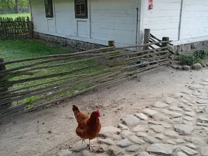 Kura na podwórku przed białą chatą krytą strzechą