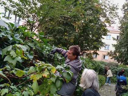 Mężczyzna przycina krzewy, obok przygląda się mieszkanka
