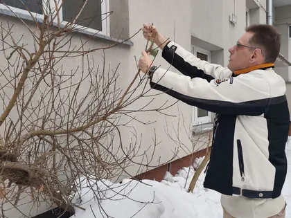 Mieszkaniec zawiesza karmnik na krzewie przy budynku